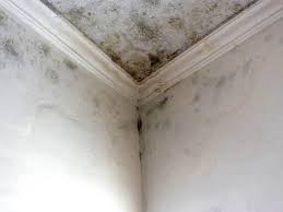 Professional Mold Prevention & Removal  in Gates Mills, OH